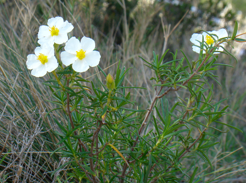 Cistus clusii 8553.JPG