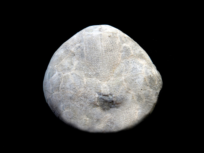 fosil 02b.jpg