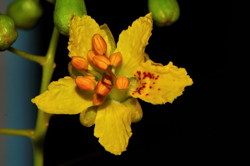 Parkinsonia aculeata L.jpg