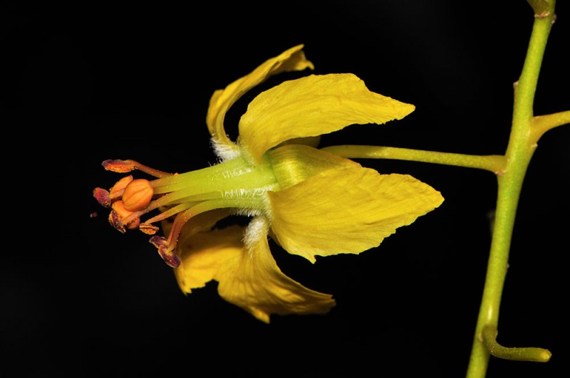 Parkinsonia aculeata L1.jpg