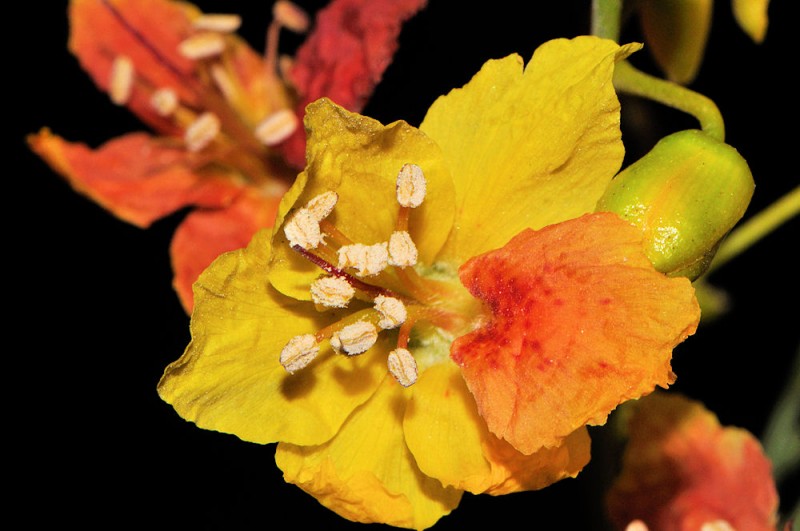 Parkinsonia aculeata L7.jpg