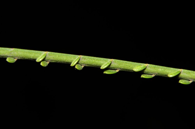 Parkinsonia aculeata L4.jpg