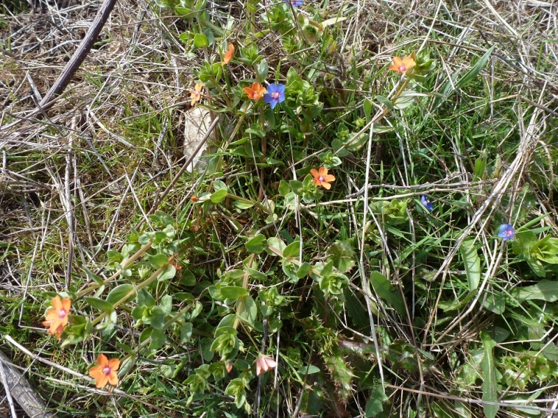 Anagallis arvensis.JPG