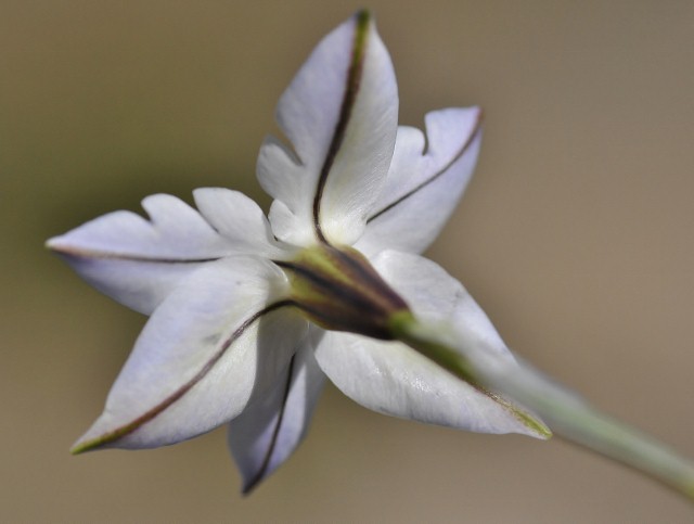 Amaryllidaceae - Tristagma uniflorum 1(640x483).jpg