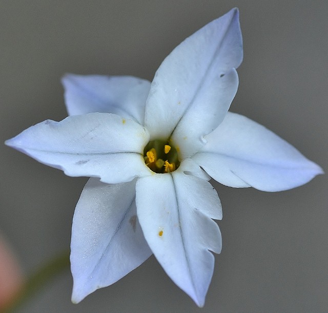 Amaryllidaceae - Tristagma uniflorum 2(640x611).jpg