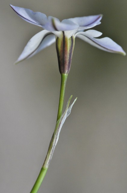 Amaryllidaceae - Tristagma uniflorum 3(422x640).jpg