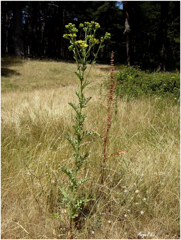 1. Senecio jacobaea III, 19 jul 12.JPG