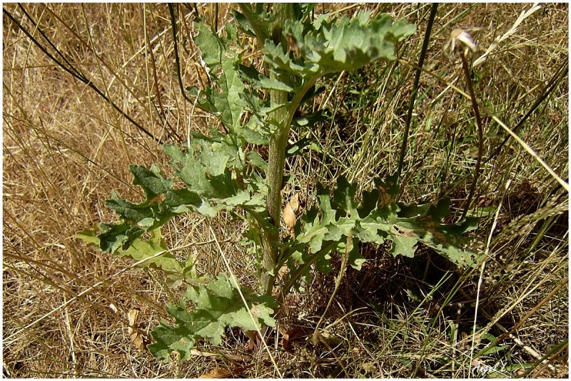 2. Senecio jacobaea, 19 jul 12.JPG