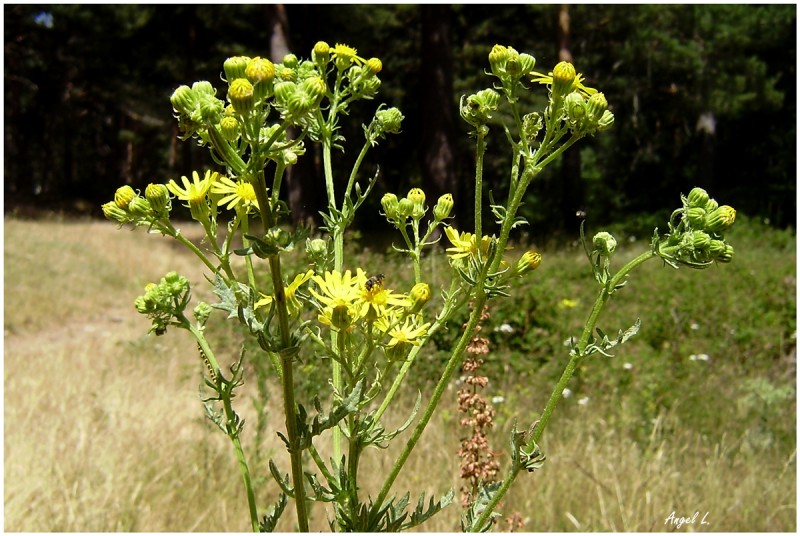 3. Senecio jacobaea V, 19 jul 12.JPG