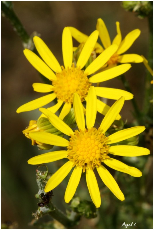 4. Senecio jacobaea I, 19 jul 12.JPG