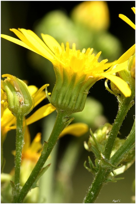 5. Senecio jacobaea II, 19 jul 12.JPG