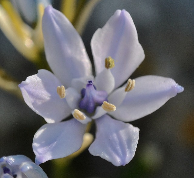 Asparagaceae - Scilla verna 3 (640x587).jpg