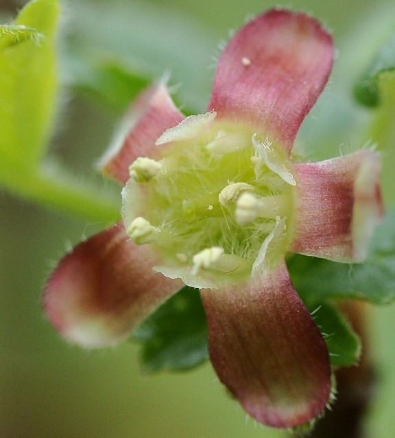 Grossulariaceae - Ribes uva-crispa 4 (576x640).jpg
