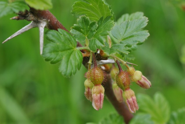 Grossulariaceae - Ribes uva-crispa 2 (640x428).jpg