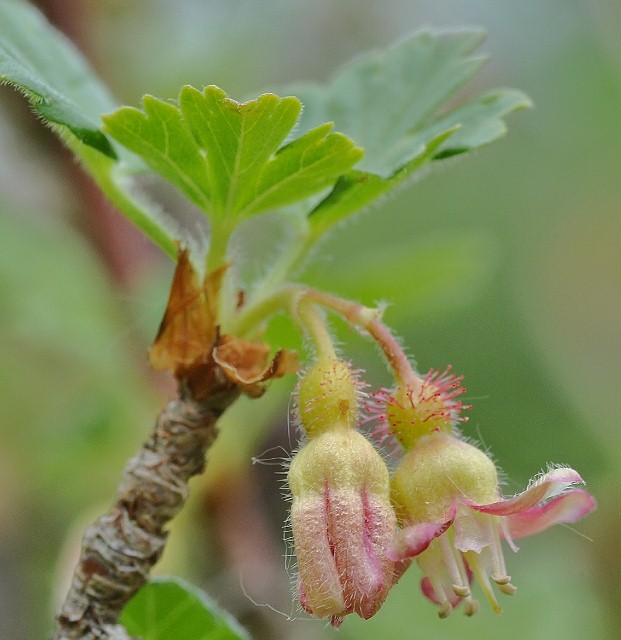 Grossulariaceae - Ribes uva-crispa 1 (621x640).jpg