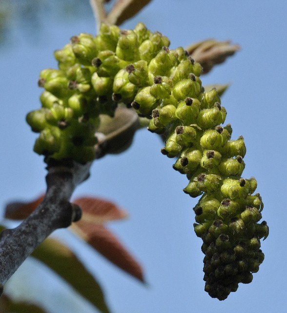 Juglandaceae - Juglans regia 5 (588x640).jpg