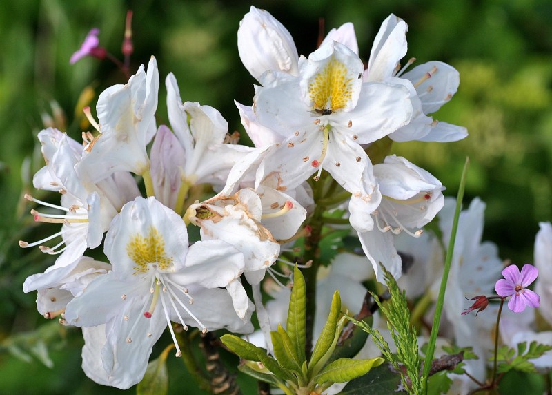 Ericaceae - Rhododendron Blanco 1-001.jpg