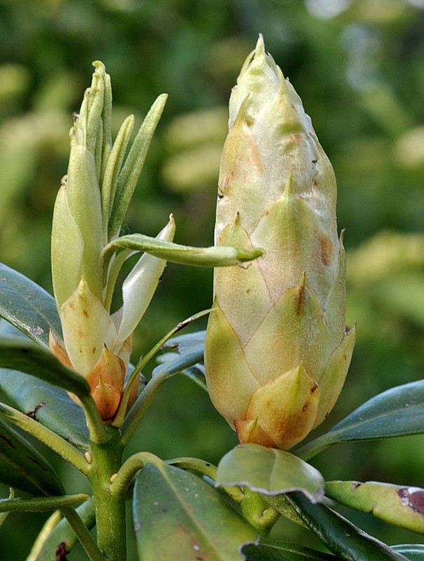 Ericaceae - Rhododendron Blanco 3-003.jpg