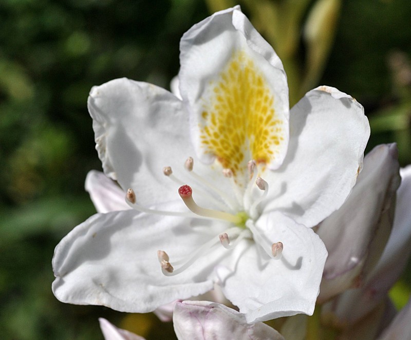 Ericaceae - Rhododendron Blanco 4-004.jpg
