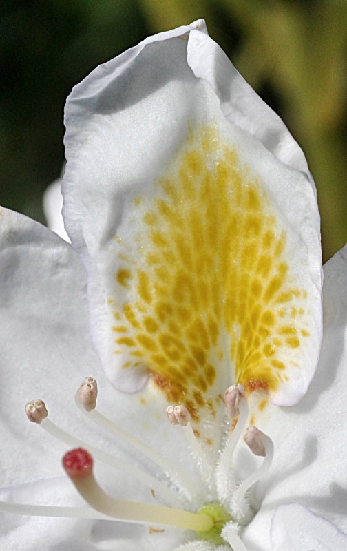Ericaceae - Rhododendron Blanco 5-005.jpg