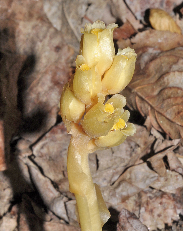 Monotropa hypopitys (1).jpg