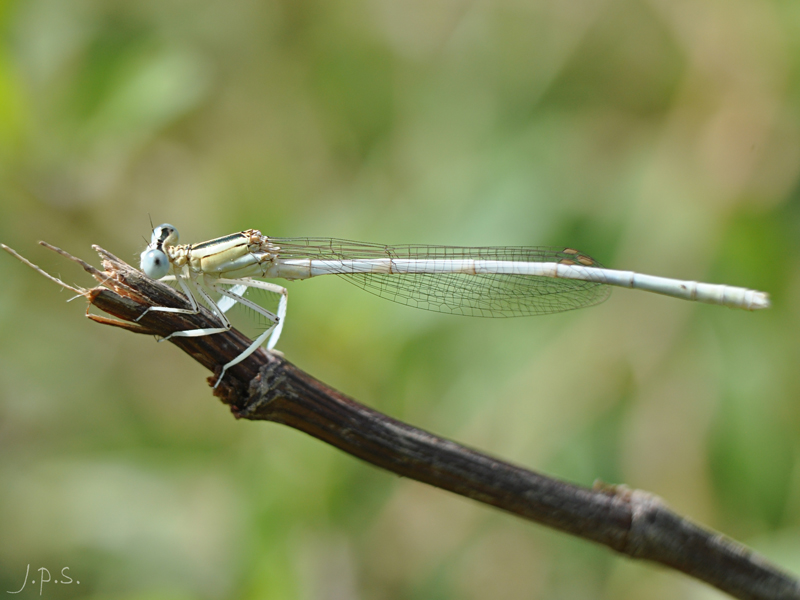 Platycnemis latipes.JPG