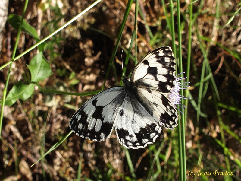 Melanargia lachesis-130703_1.jpg