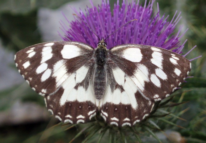 Melanargia galathea 1.jpg