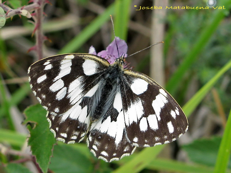 Melanargia galathea (medioluto norteña) 100502 198.jpg