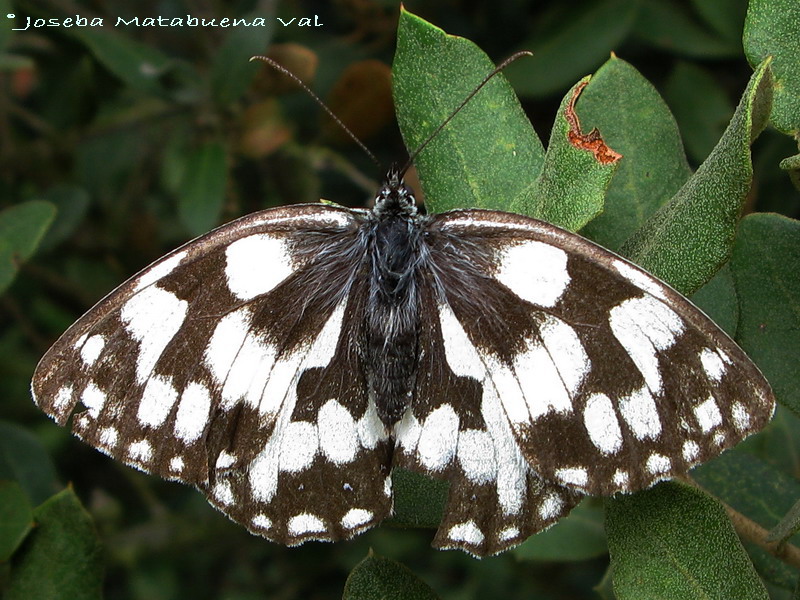 Melanargia galathea 080811 104 .jpg