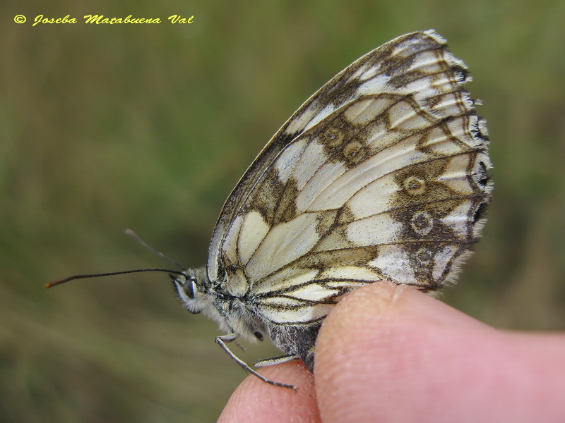 Melanargia galathea 110717 8756.jpg