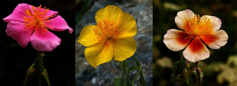 tres Helianthemum.jpg