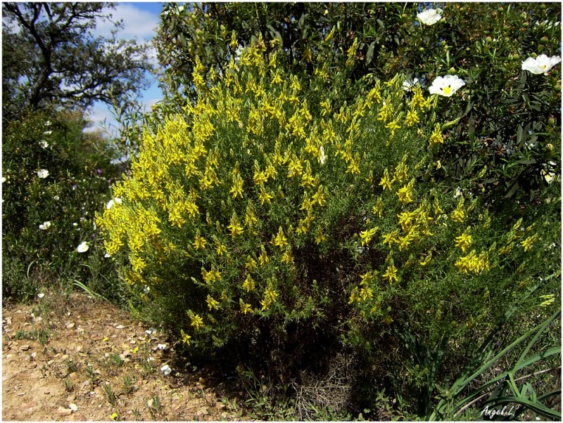 R21. Genista hirsuta V, Almadén (Ciudad Real), 29 abr 09.JPG