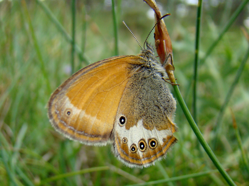 Coenonympha arcania 9505.JPG