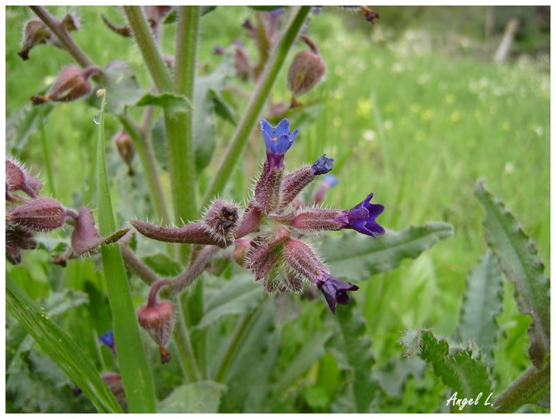 R1. Anchusa undulata III, Sanlúcar de Guadiana (Huelva), 21 mar 10.JPG