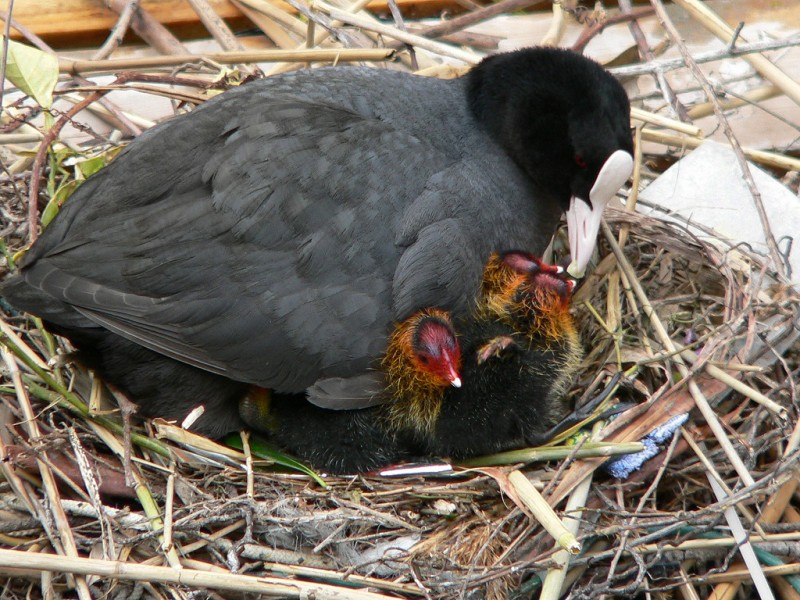 Fulica atra_Focha comun 669.JPG