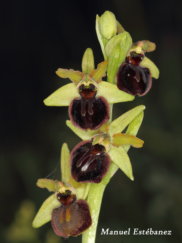 Ophrys-sphegodes-_MG_0750.jpg
