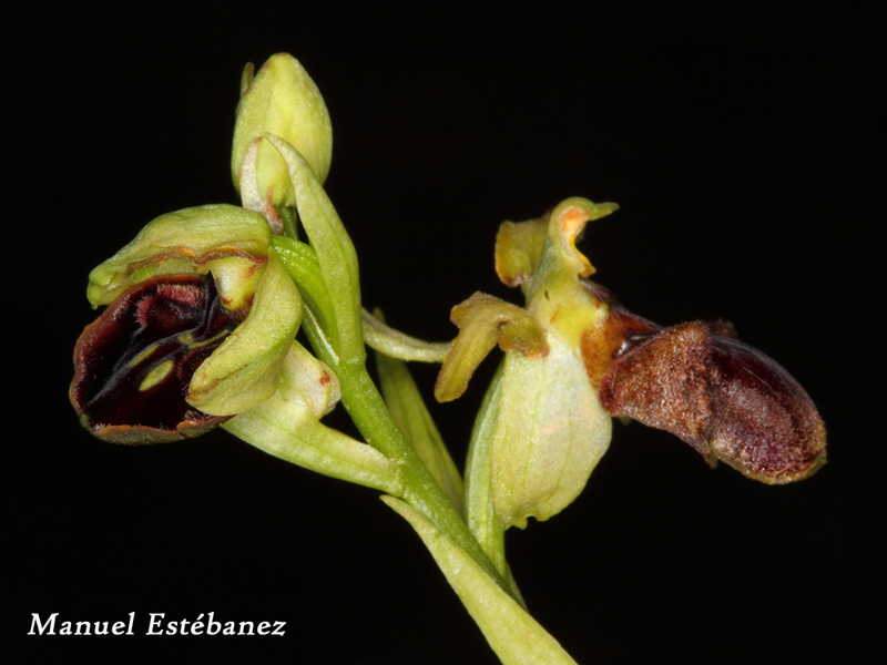 Ophrys-sphegodes--_MG_1141.jpg