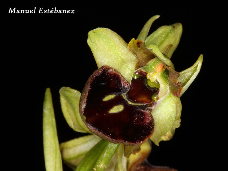 Ophrys-sphegodes-_MG_1152.jpg