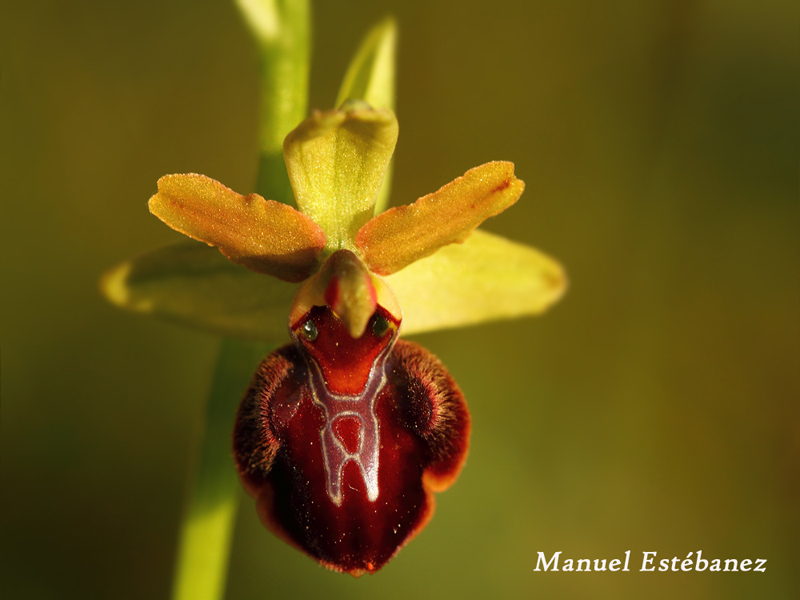 Ophrys-sphegodes--_MG_1362.jpg