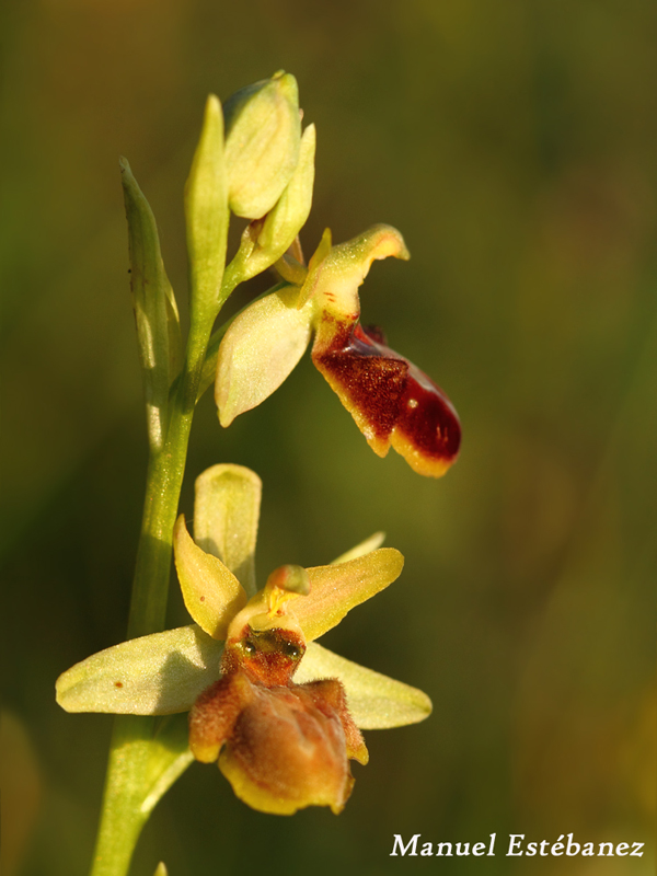 Ophrys-sphegodes-_MG_1397.jpg