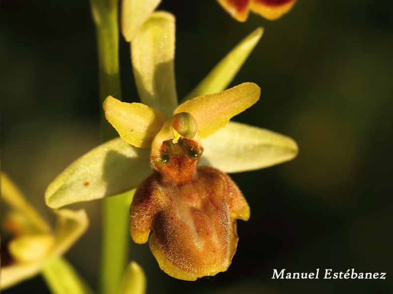 Ophrys-sphegodes-_MG_1406.jpg