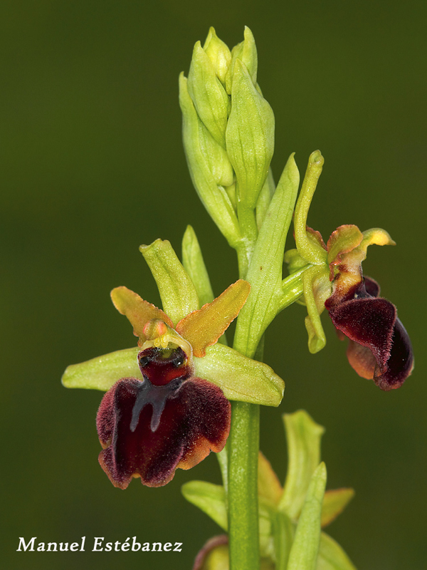 Ophrys-sphegodes-_MG_7400.jpg