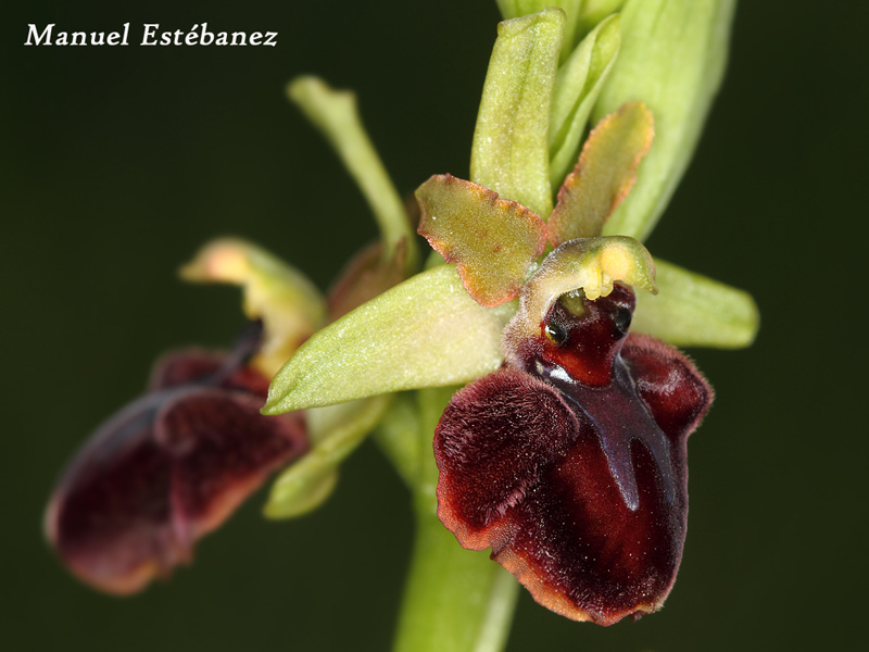 Ophrys-sphegodes-_MG_7403.jpg