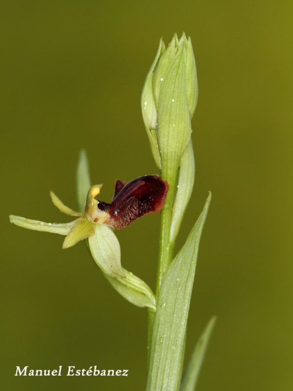 Ophrys-sphegodes-_MG_7485.jpg