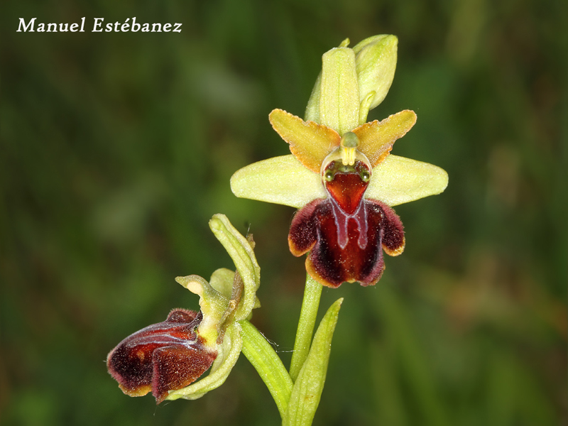 Ophrys-sphegodes-Copiar-(1)-de-_MG_0497.jpg