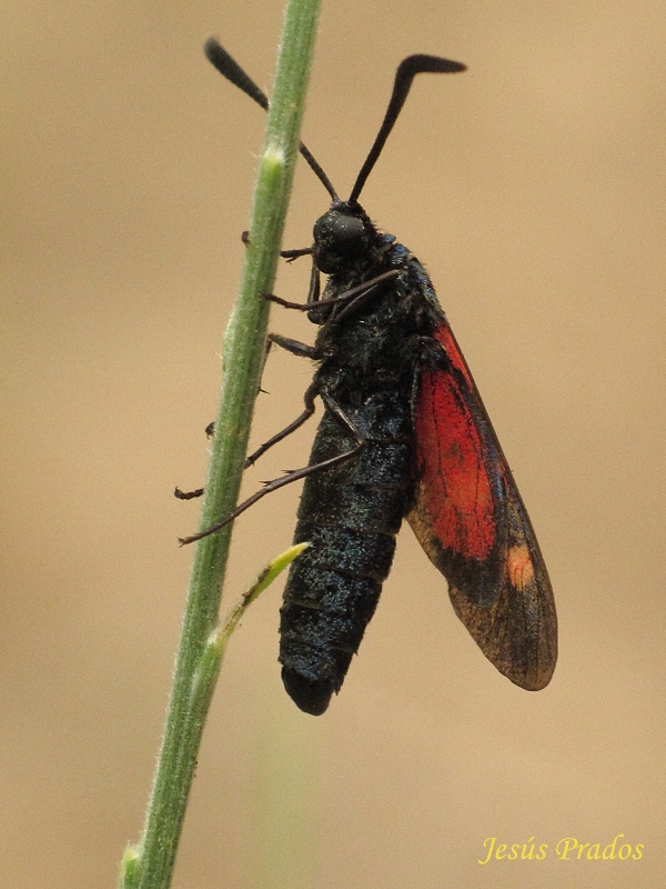 ¿Zygaena sp_4.JPG