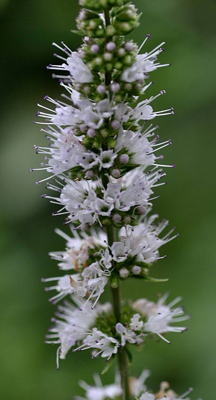 Lamiaceae - Mentha spicata 1-001.jpg