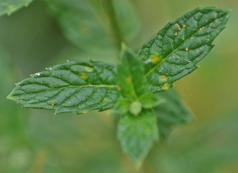 Lamiaceae - Mentha spicata 3-003.jpg