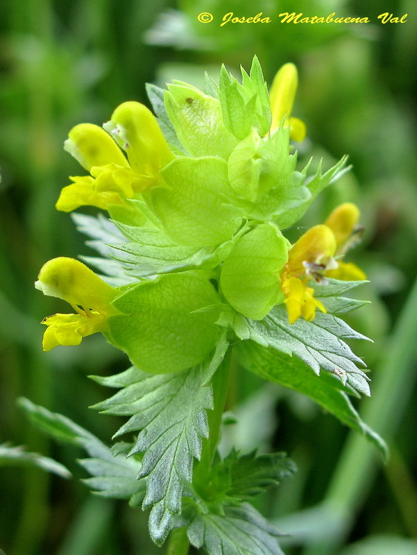 Rhinanthus mediterraneus 120603 157.jpg